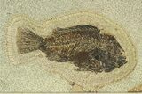 Framed Fossil Fish (Cockerellites & Diplomystus) - Wyoming #299855-3